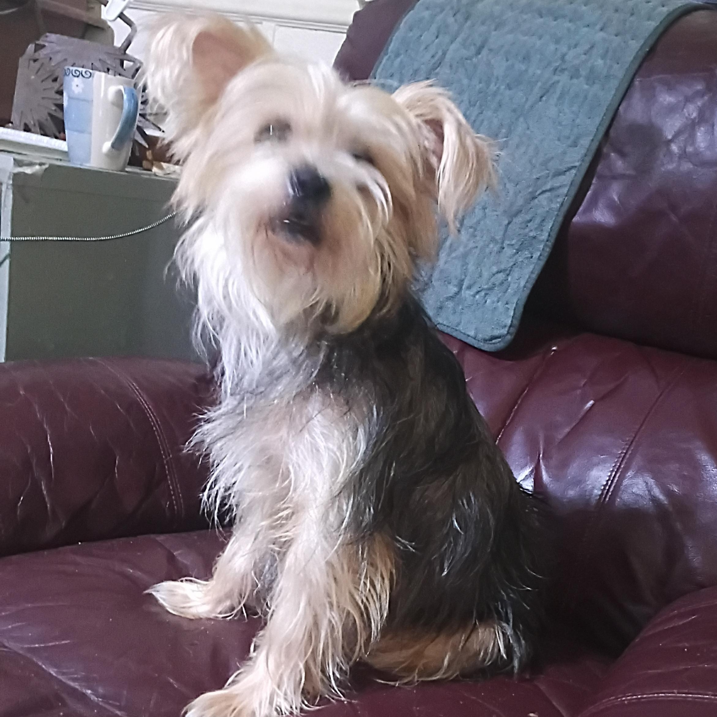 Coco, a ADOPTABLE mixed breed in Mexia, TX image 1/2