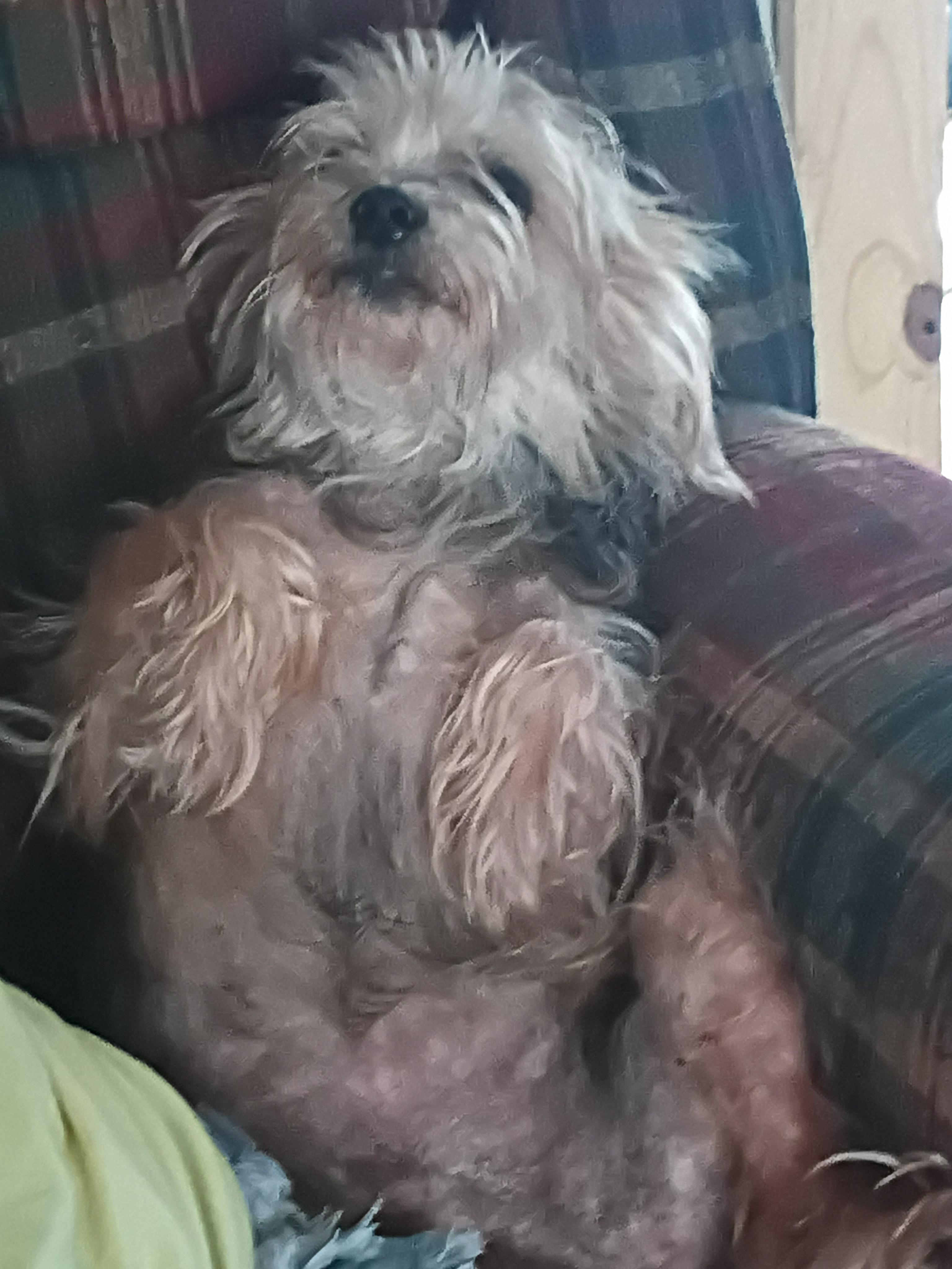 Coco, a ADOPTABLE mixed breed in Mexia, TX image 2/2