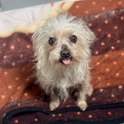 Enlarge Estropajo , an adoptable mixed breed in Sacramento, CA image 3/6