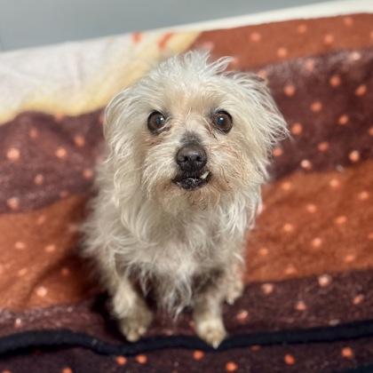 Enlarge Estropajo , an adoptable mixed breed in Sacramento, CA image 2/6