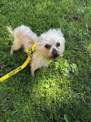 Enlarge Estropajo , an adoptable mixed breed in Sacramento, CA image 6/6