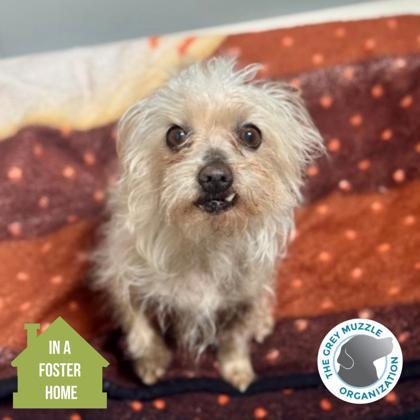 Enlarge Estropajo , an adoptable mixed breed in Sacramento, CA image 1/6