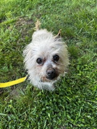 Enlarge Estropajo , an adoptable mixed breed in Sacramento, CA image 5/6