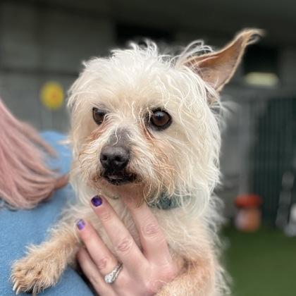 Enlarge Estropajo , an adoptable mixed breed in Sacramento, CA image 4/6