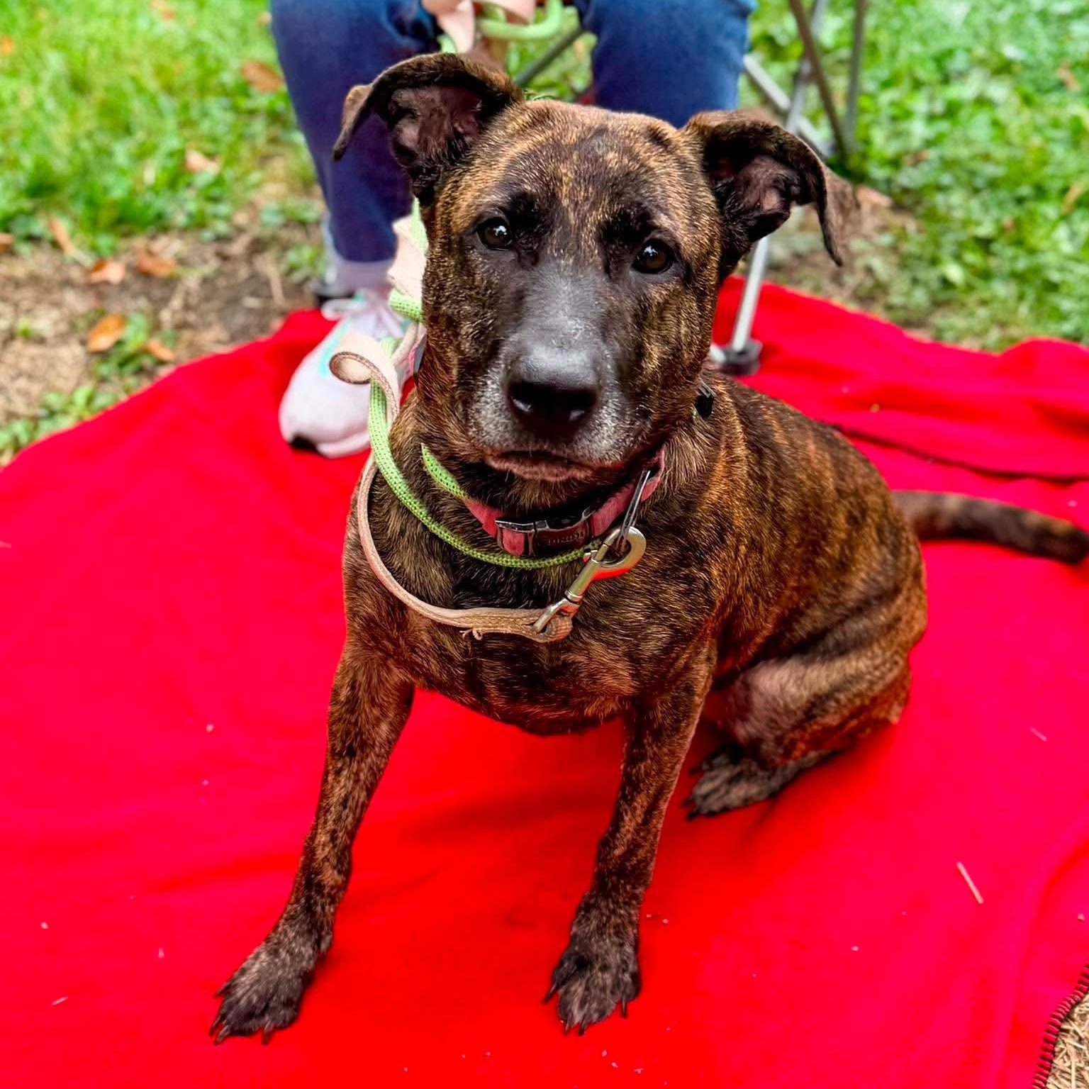 Enlarge Chocolate, an adopted mixed breed in Buffalo, NY image 1/6