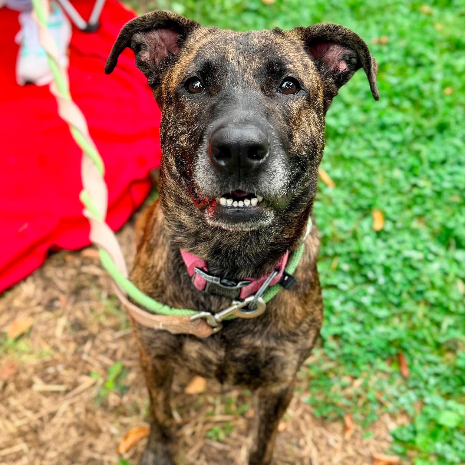 Enlarge Chocolate, an adopted mixed breed in Buffalo, NY image 5/6