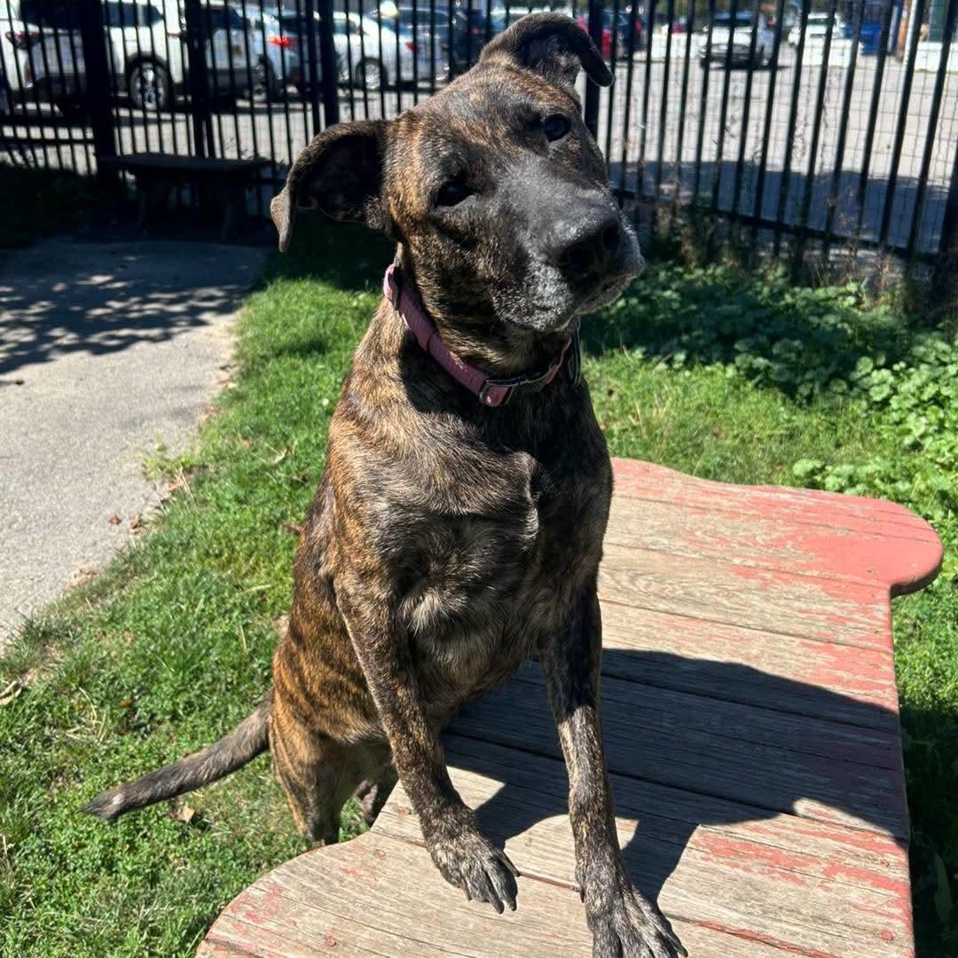 Enlarge Chocolate, an adopted mixed breed in Buffalo, NY image 2/6