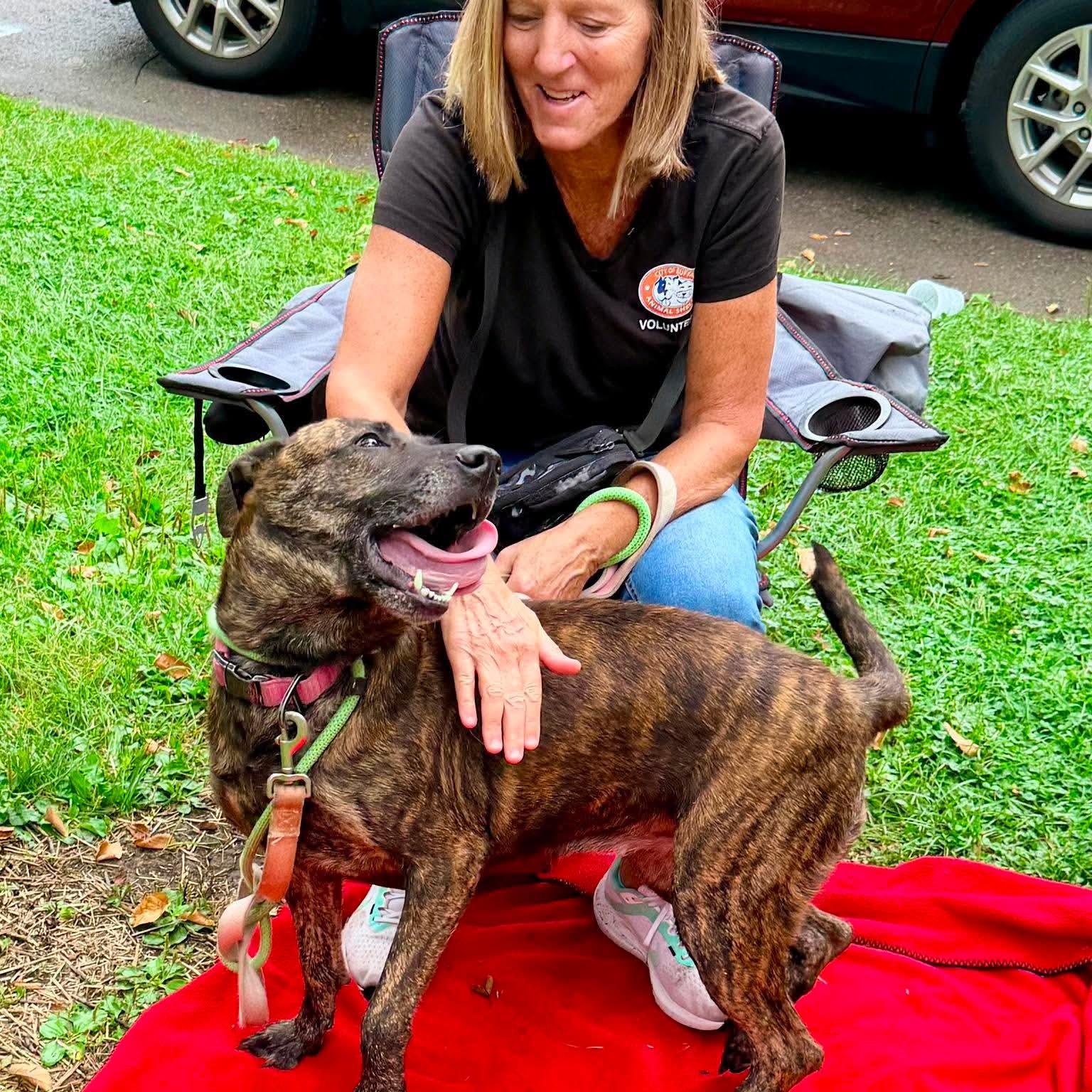 Enlarge Chocolate, an adopted mixed breed in Buffalo, NY image 6/6
