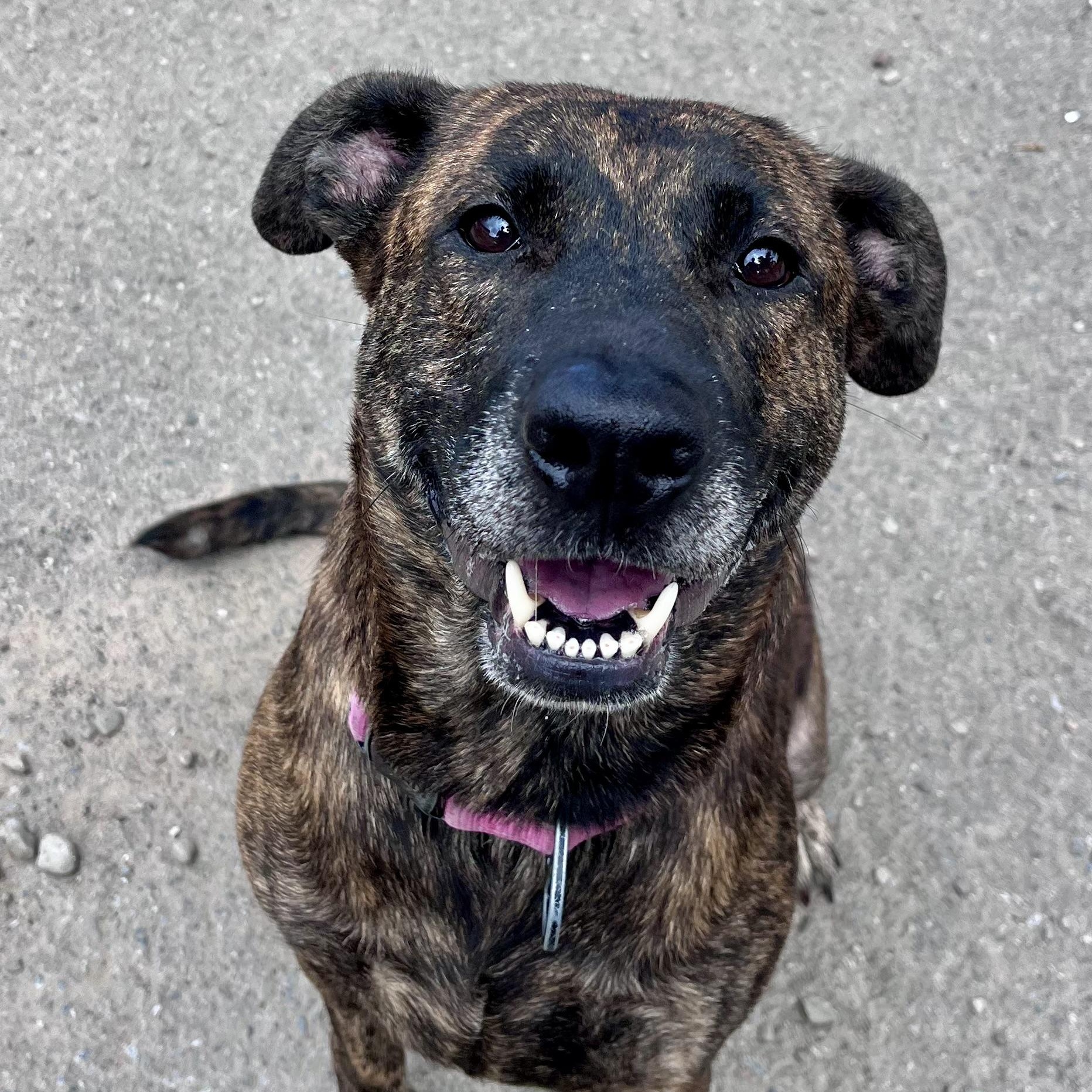 Enlarge Chocolate, an adopted mixed breed in Buffalo, NY image 4/6