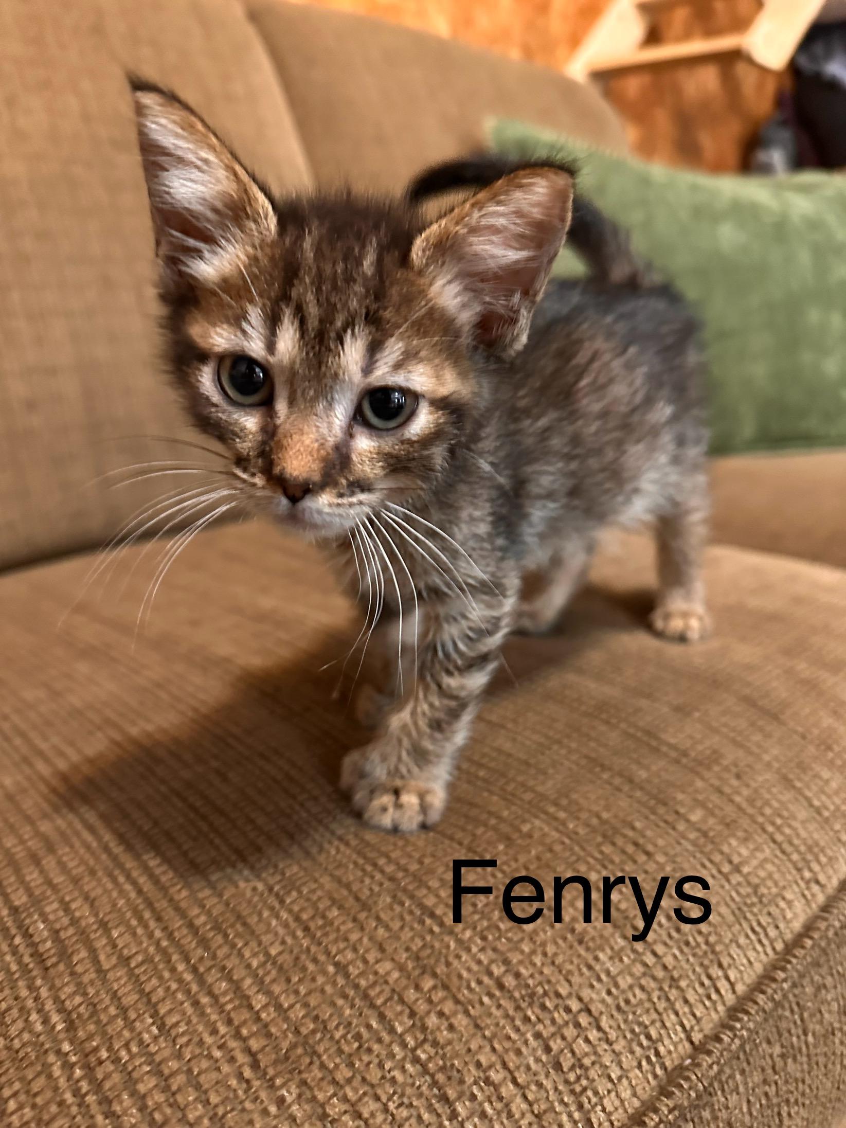 Fenrys, Young Male unknown