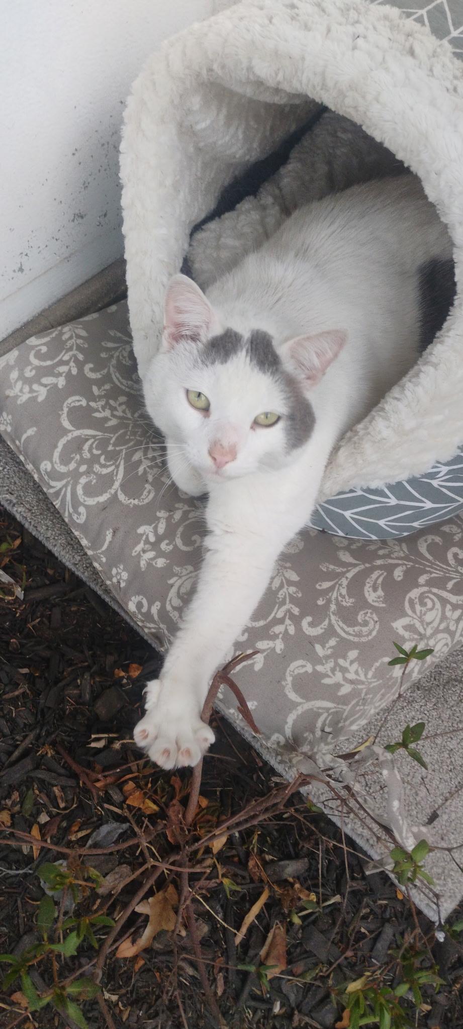 Courtesy Post - Taylor, ADOPTABLE, Adult Male Domestic Short Hair.