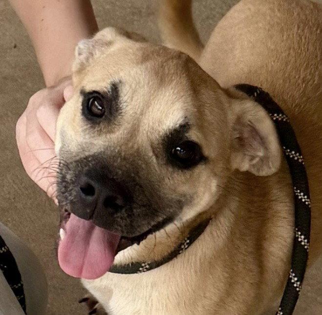Missy, Adopted, Young Female Boxer & Hound.