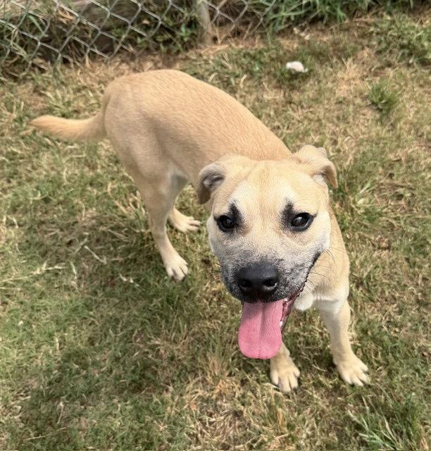 Enlarge Missy, a Adopted mixed breed in Carrollton, GA image 2/3