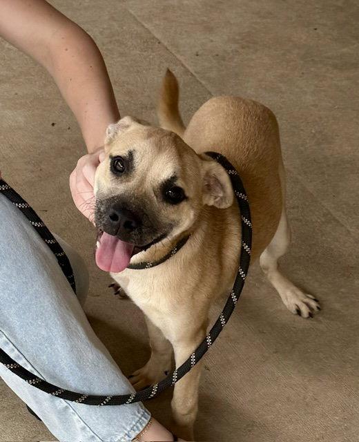 Enlarge Missy, a Adopted mixed breed in Carrollton, GA image 3/3