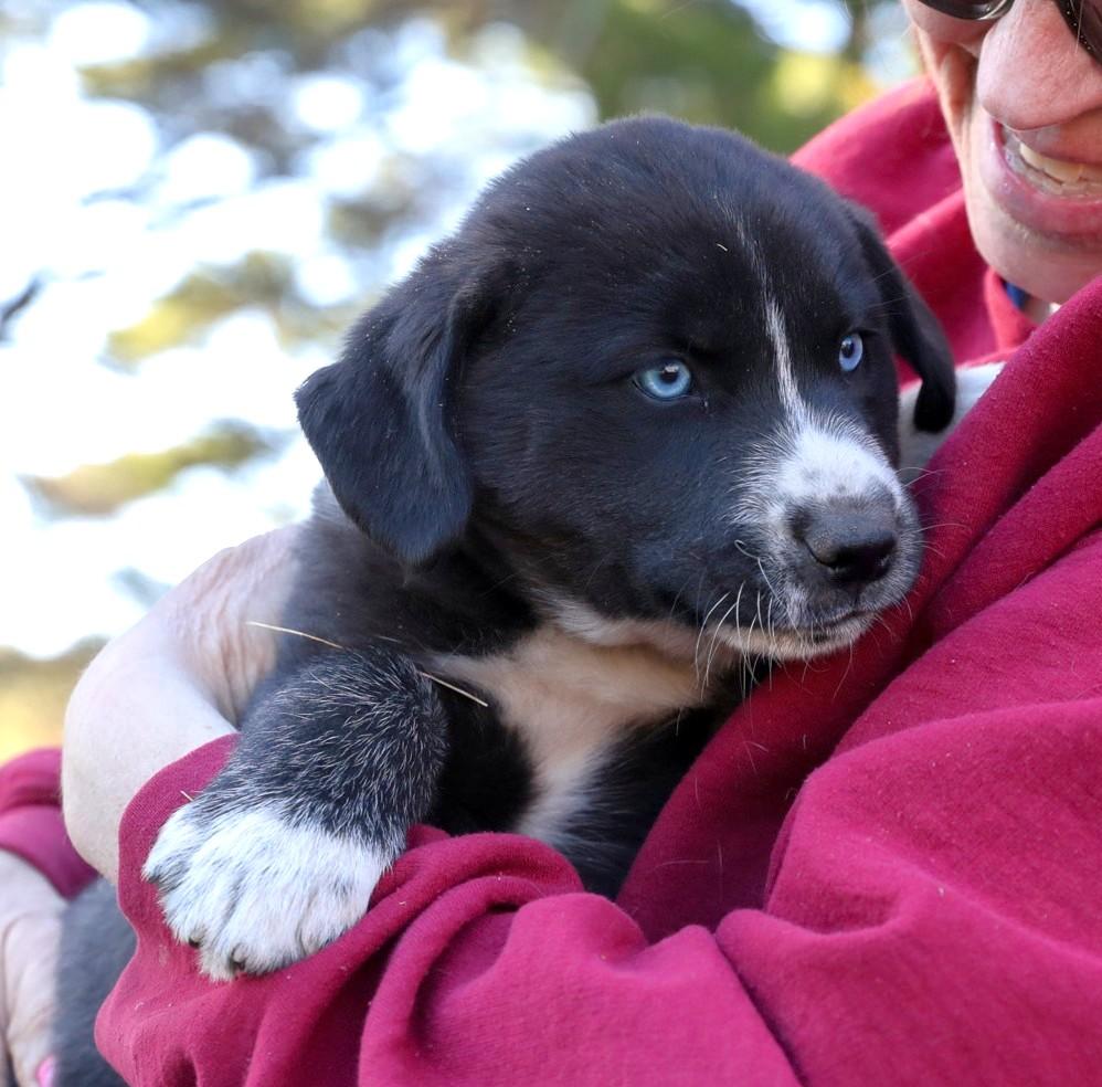 Enlarge Sleet, a Adoptable mixed breed in Minneapolis, MN image 2/6