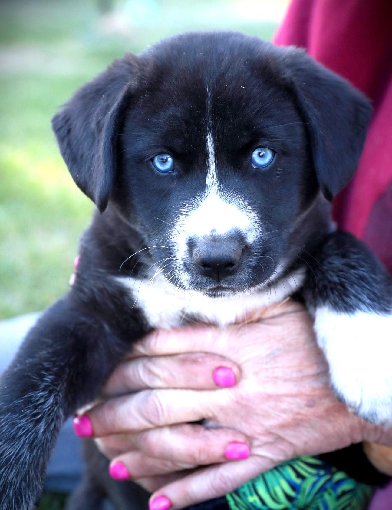 Sleet, Adoptable, Puppy Male Husky & Labrador Retriever.