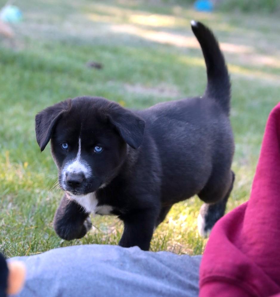 Enlarge Sleet, a Adoptable mixed breed in Minneapolis, MN image 3/6