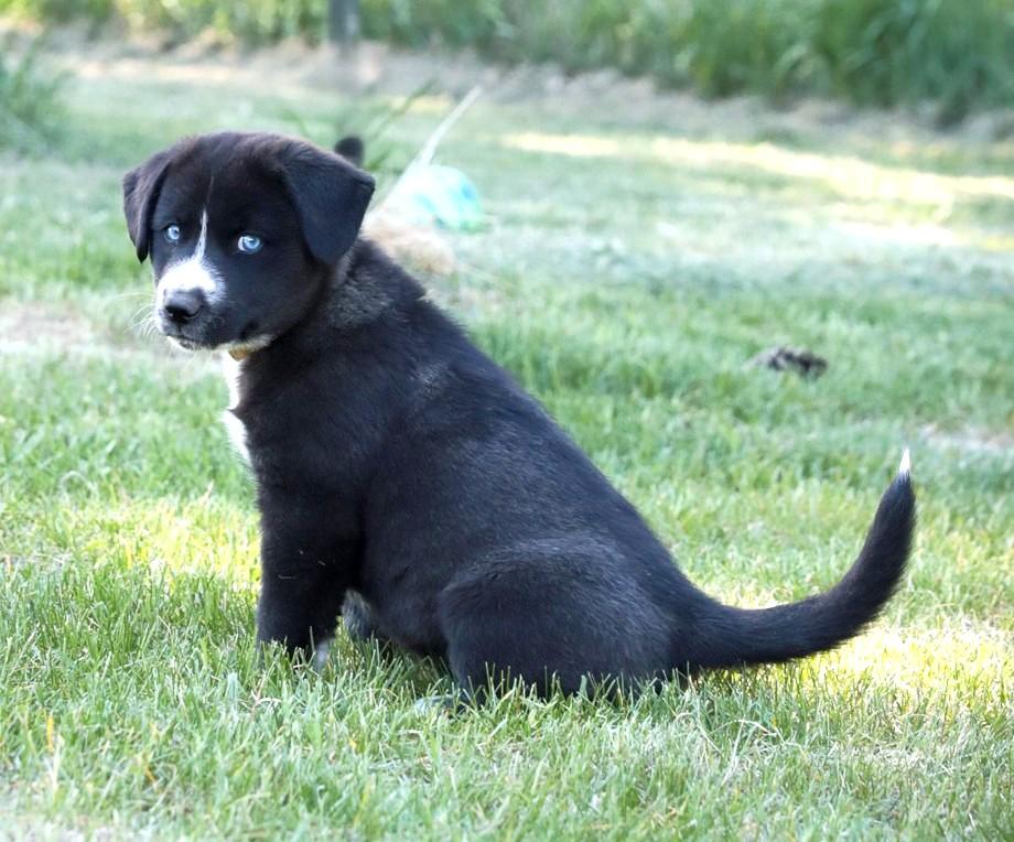Enlarge Sleet, a Adoptable mixed breed in Minneapolis, MN image 4/6
