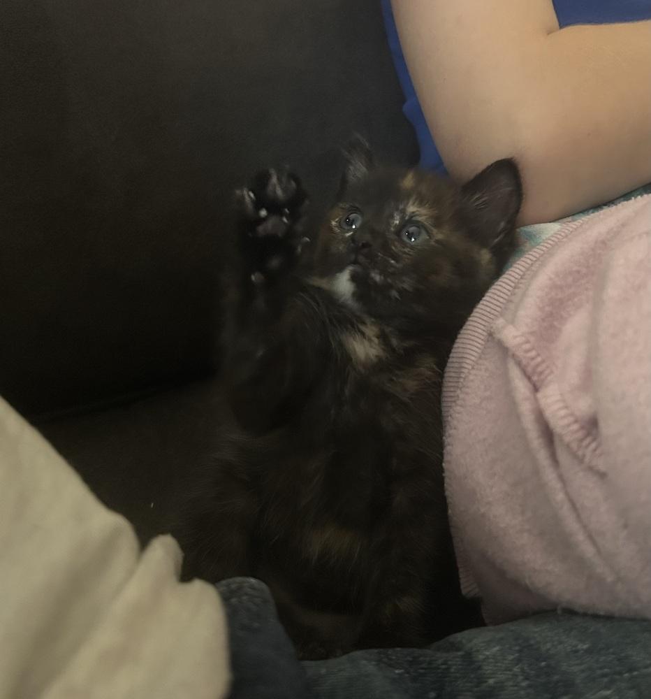 Jaw Titan, Adoptable, Kitten Female Domestic Short Hair.