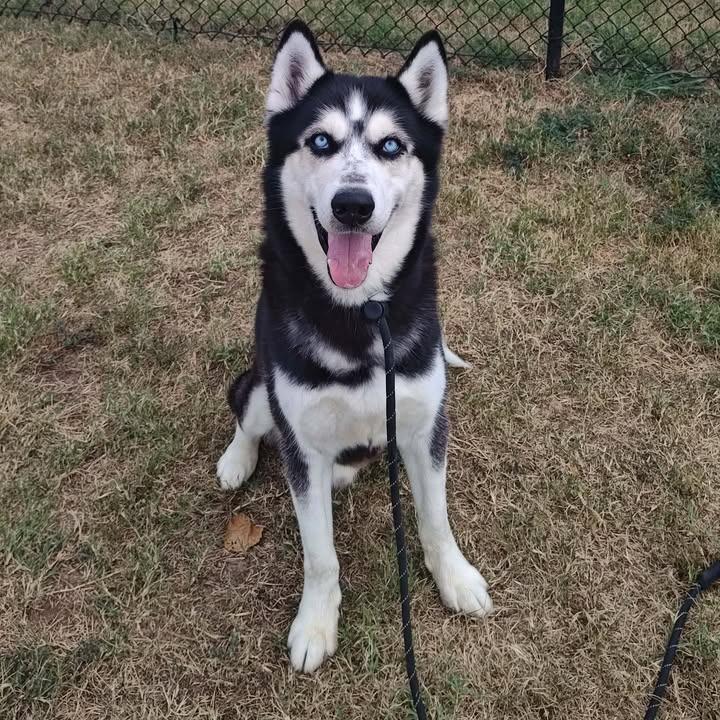 Midas, a Adoptable Husky in Springdale, AR image 1/6