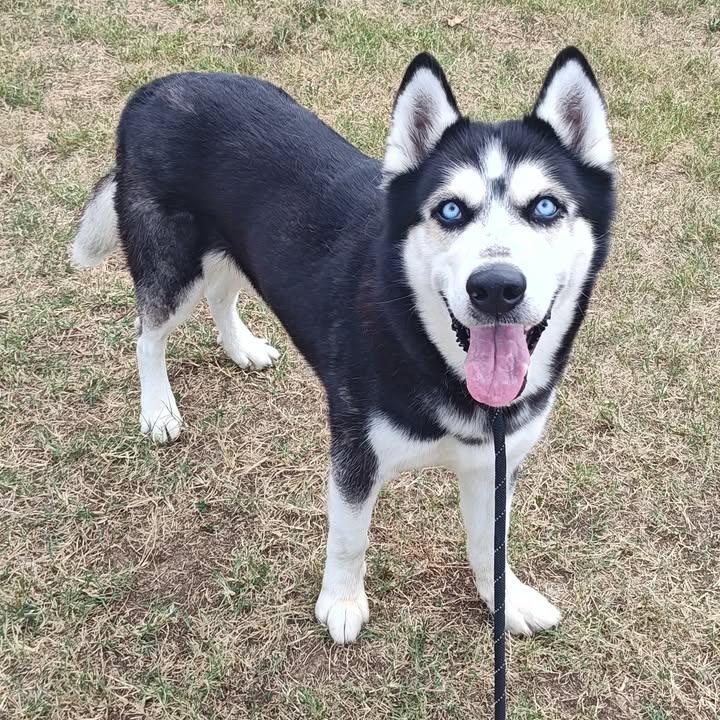 Midas, a Adoptable Husky in Springdale, AR image 2/6