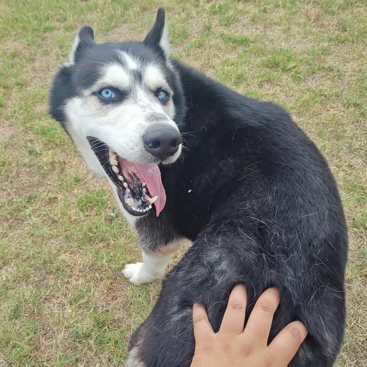 Midas, a Adoptable Husky in Springdale, AR image 3/6