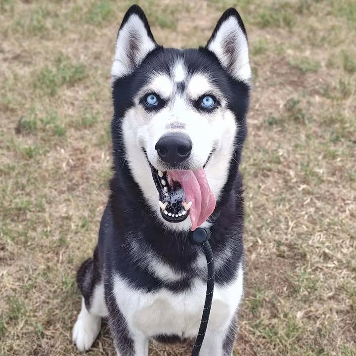 Midas, a Adoptable Husky in Springdale, AR image 4/6