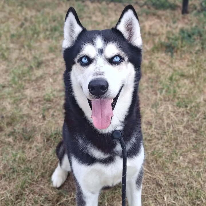 Midas, a Adoptable Husky in Springdale, AR image 5/6