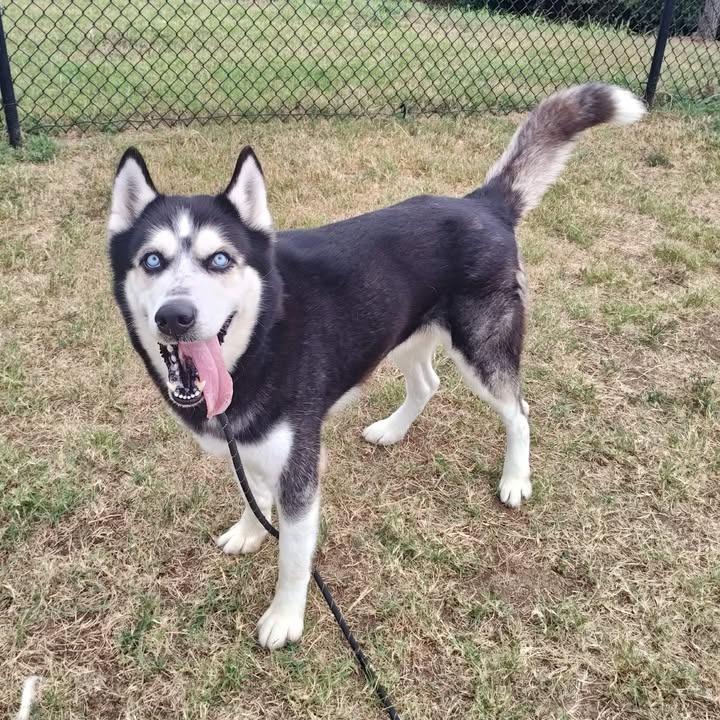Midas, a Adoptable Husky in Springdale, AR image 6/6