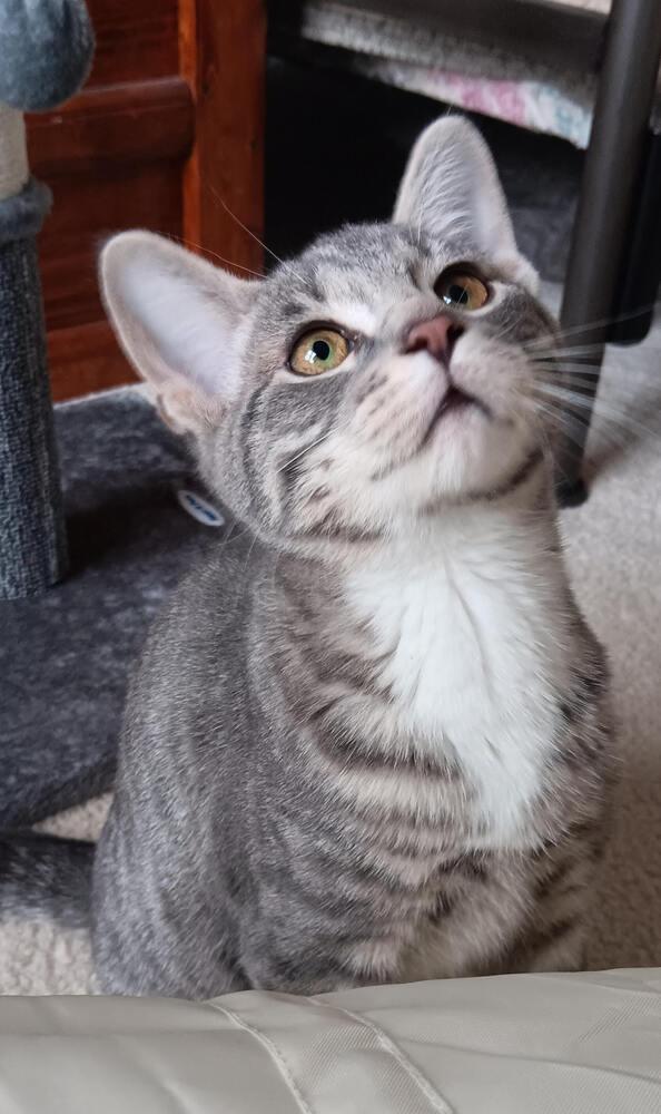 Churro, a Adopted Domestic Short Hair in Youngsville, NC image 1/6