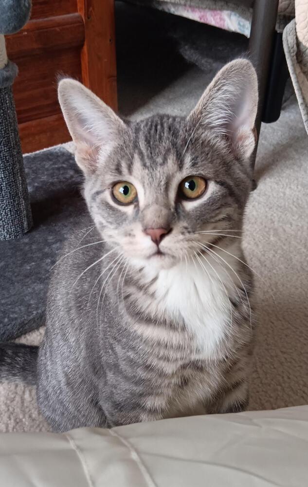 Churro, a Adopted Domestic Short Hair in Youngsville, NC image 2/6