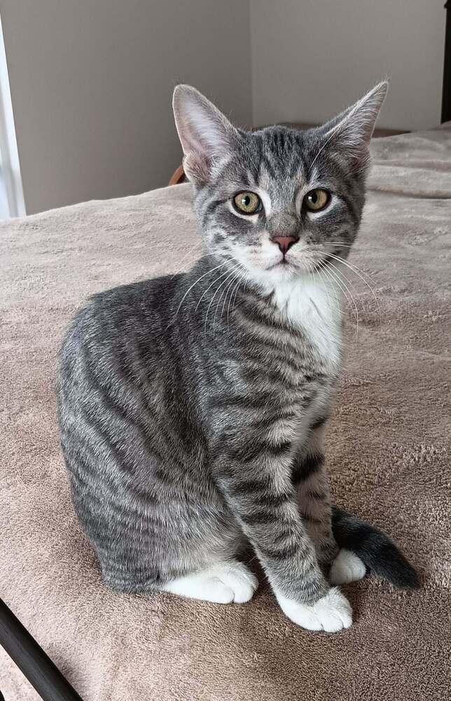 Churro, a Adopted Domestic Short Hair in Youngsville, NC image 3/6