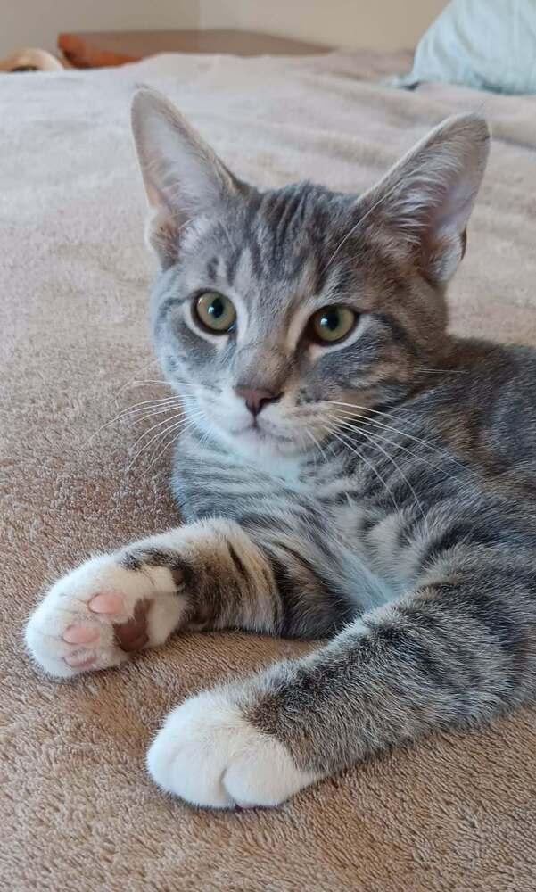 Churro, a Adopted Domestic Short Hair in Youngsville, NC image 5/6