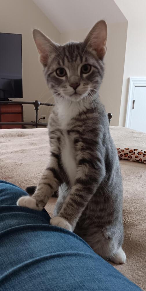 Churro, a Adopted Domestic Short Hair in Youngsville, NC image 6/6