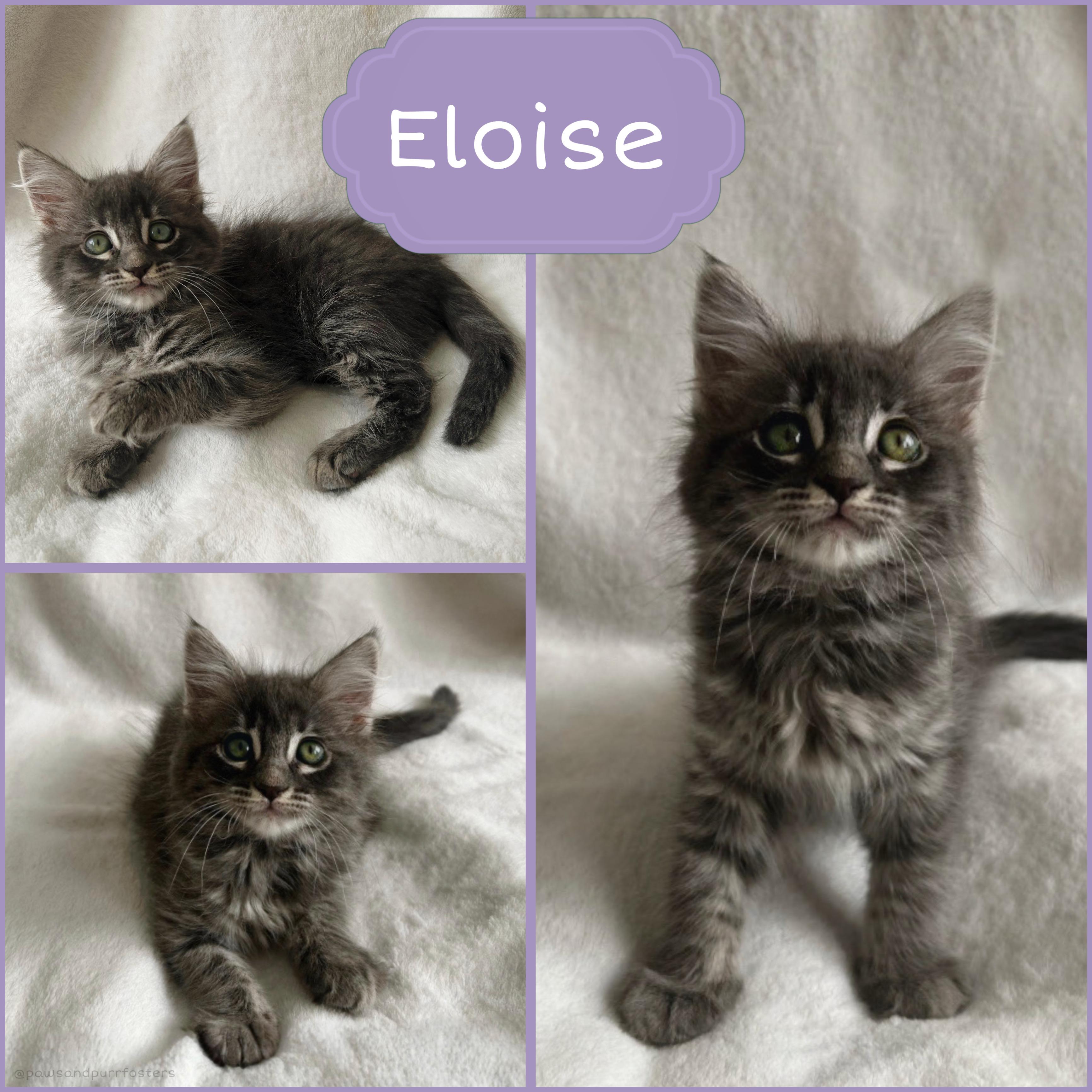 Eloise, an adopted Tabby in Oakley, CA image 1/3