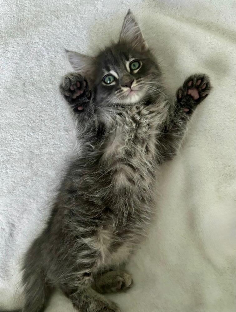 Eloise, an adopted Tabby in Oakley, CA image 3/3