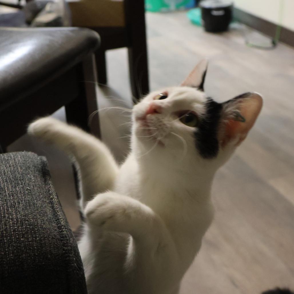 DJ, Adoptable, Young Female Domestic Short Hair.