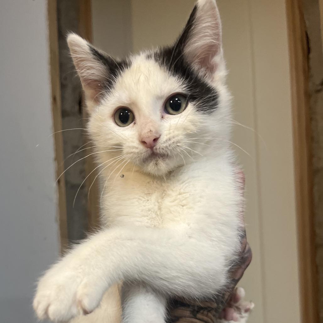 Enlarge DJ, a Adoptable Domestic Short Hair in Sioux Falls, SD image 1/1