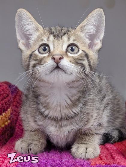 Zeus, Adoptable, Kitten Male Domestic Short Hair & Domestic Short Hair.