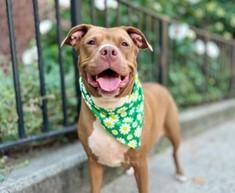 LOAD OF POTATOES, a ADOPTABLE Pit Bull Terrier in Huntington, NY image 1/3