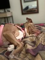 LOAD OF POTATOES, a ADOPTABLE Pit Bull Terrier in Huntington, NY image 2/3