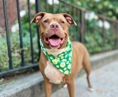 Load Of Potatoes, Adoptable, Adult Female Pit Bull Terrier.