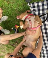LOAD OF POTATOES, a ADOPTABLE Pit Bull Terrier in Huntington, NY image 3/3