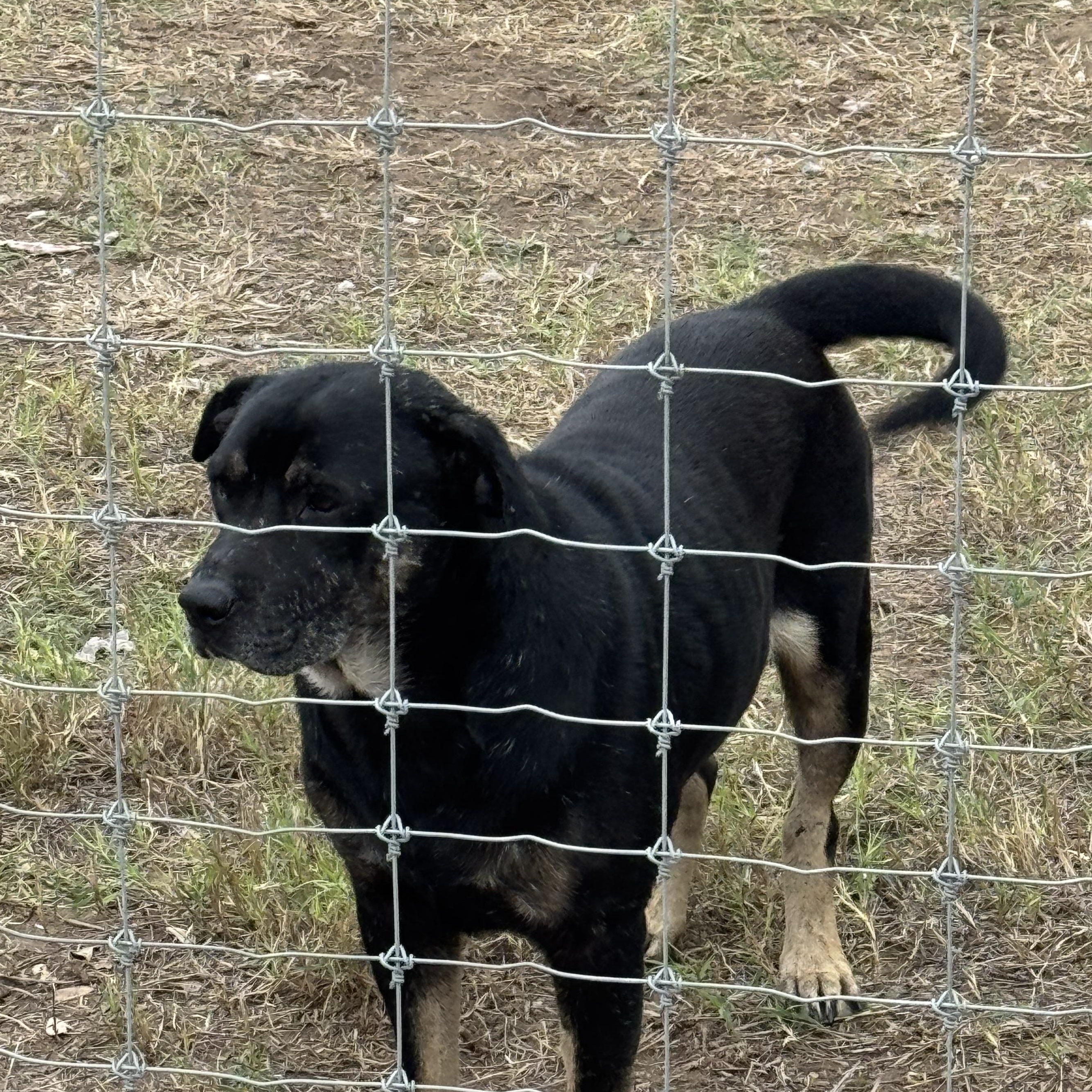 Enlarge LUCKY, a Adoptable mixed breed in Mission, TX image 2/4