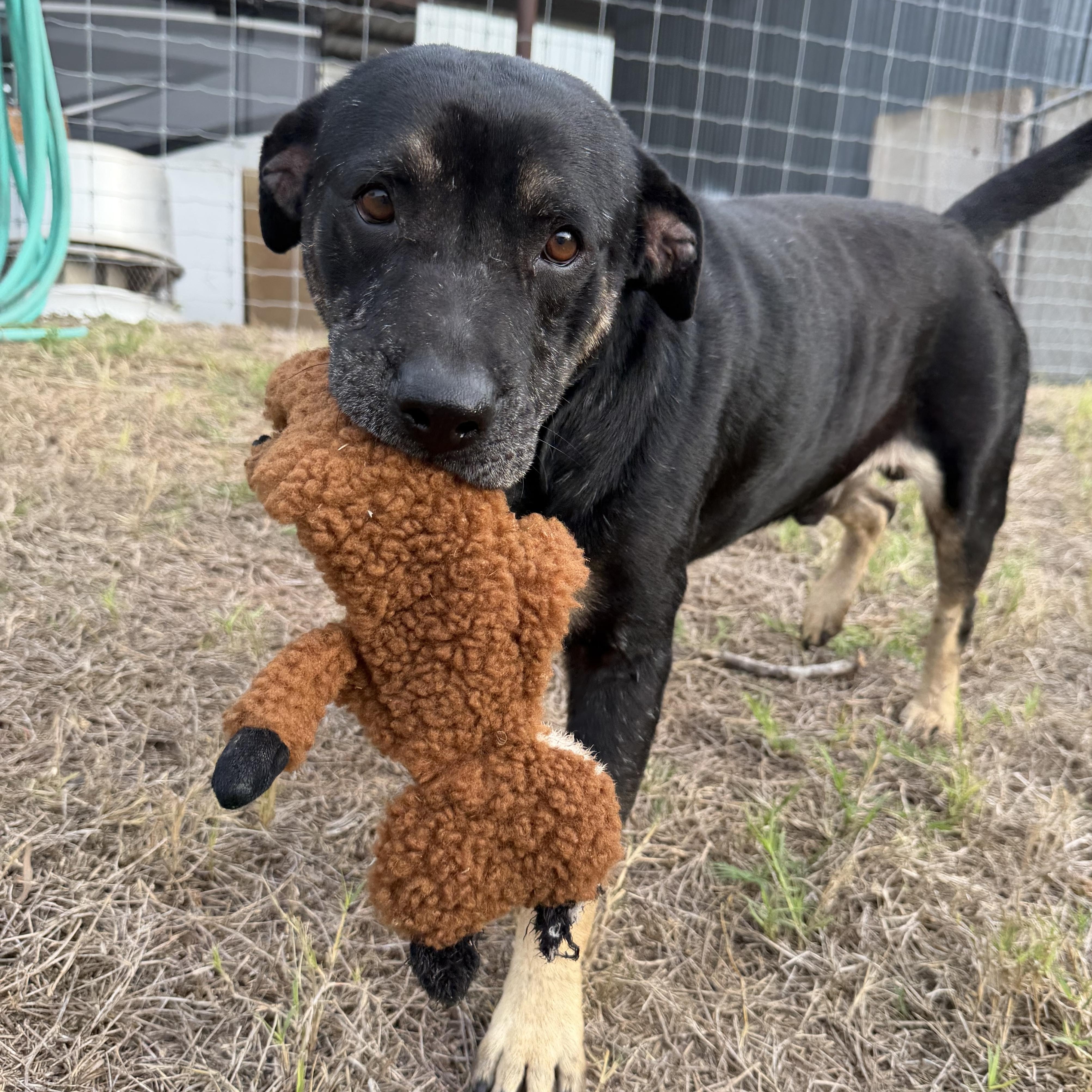 Enlarge LUCKY, a Adoptable mixed breed in Mission, TX image 3/4