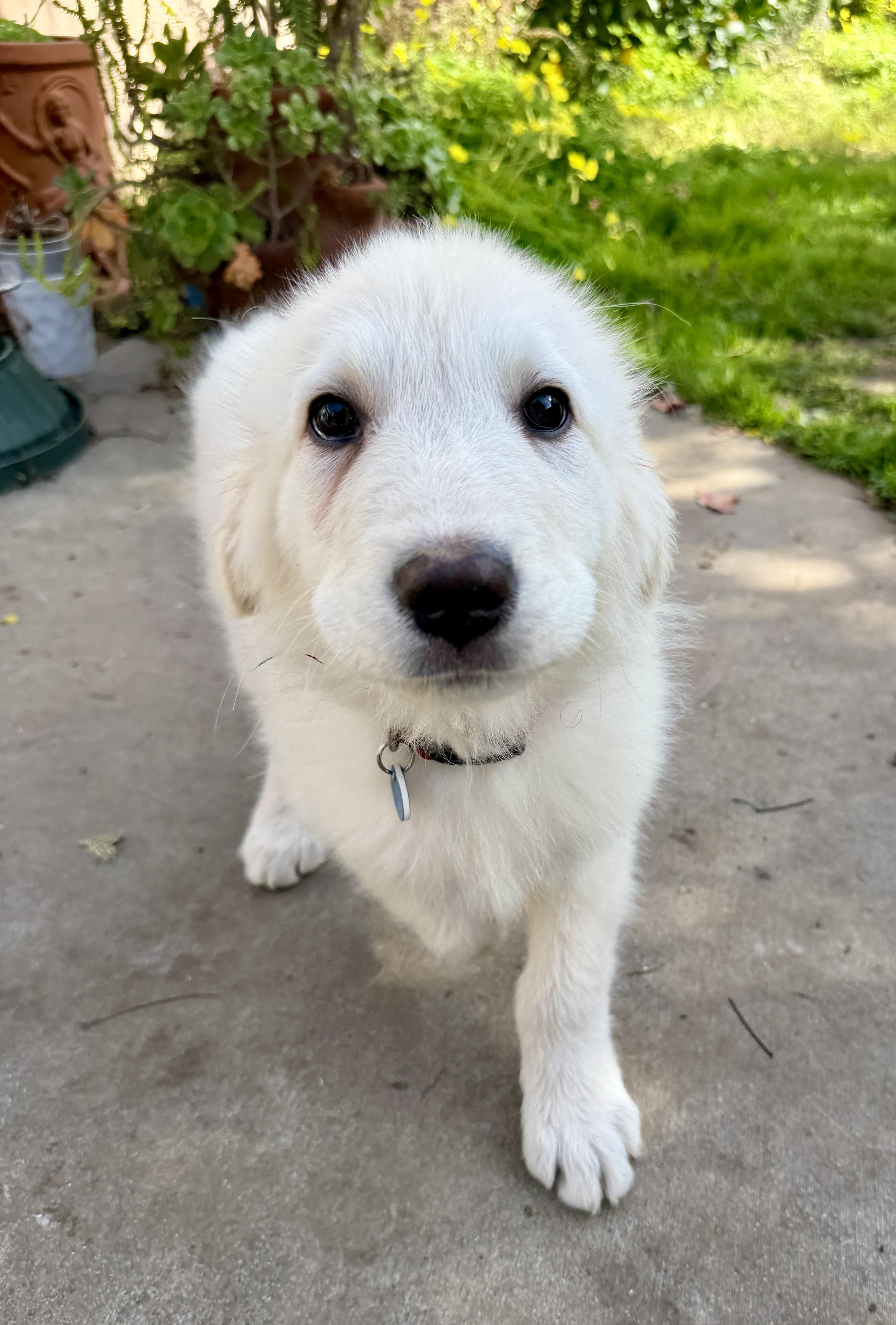 Enlarge NYT Connections: Things That Are White_Marshmallow, a Adoptable mixed breed in Redwood City, CA image 2/5