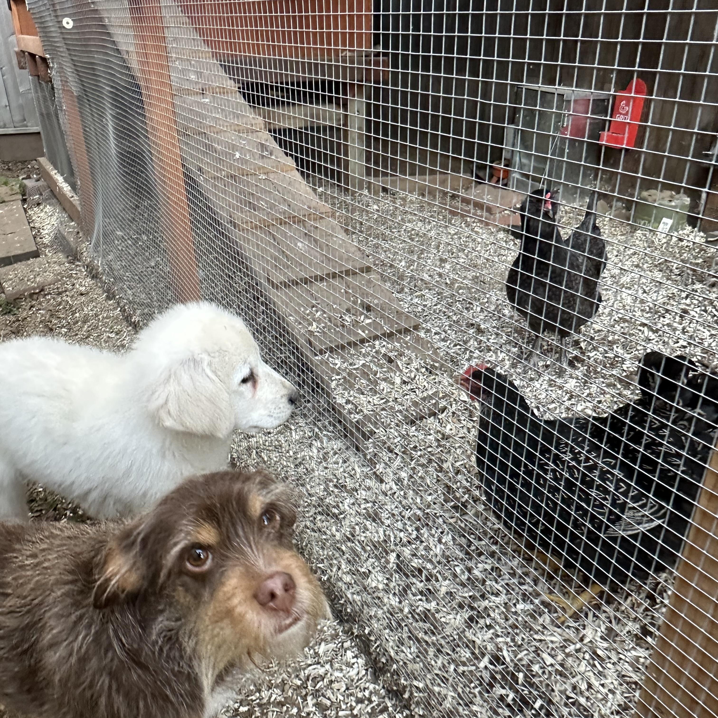Enlarge NYT Connections: Things That Are White_Marshmallow, a Adoptable mixed breed in Redwood City, CA image 4/5