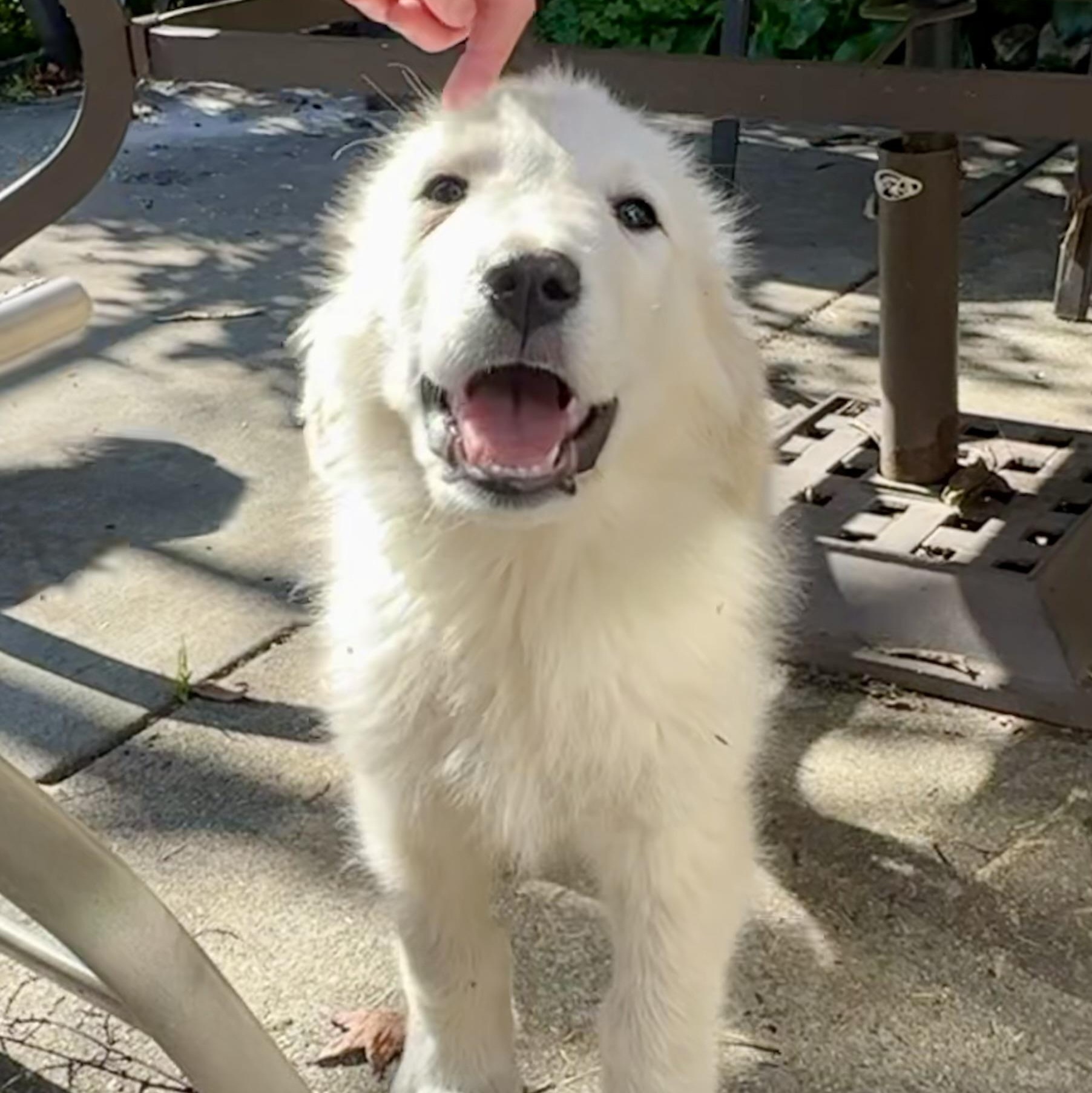 Enlarge NYT Connections: Things That Are White_Marshmallow, a Adoptable mixed breed in Redwood City, CA image 5/5