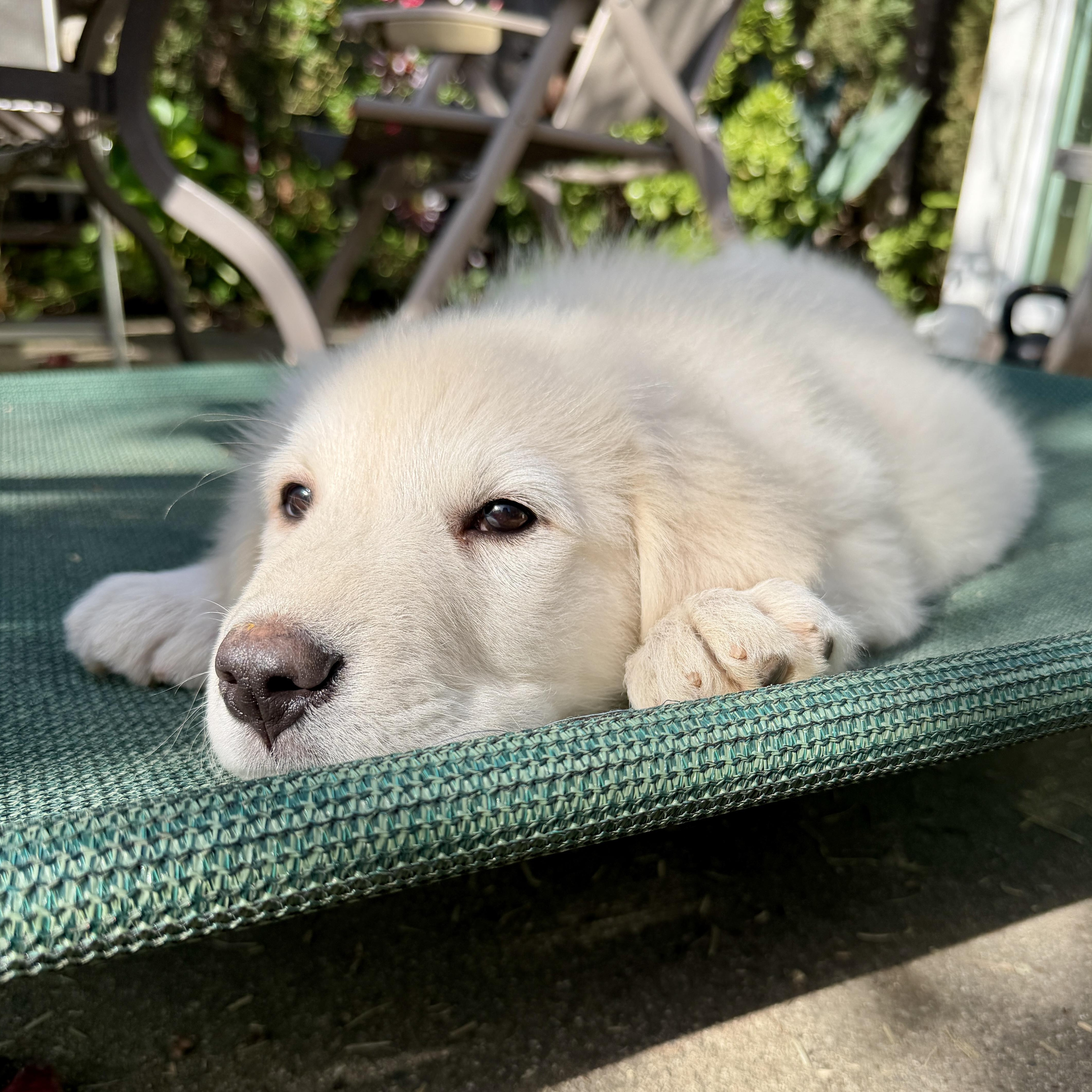 Enlarge NYT Connections: Things That Are White_Marshmallow, a Adoptable mixed breed in Redwood City, CA image 3/5
