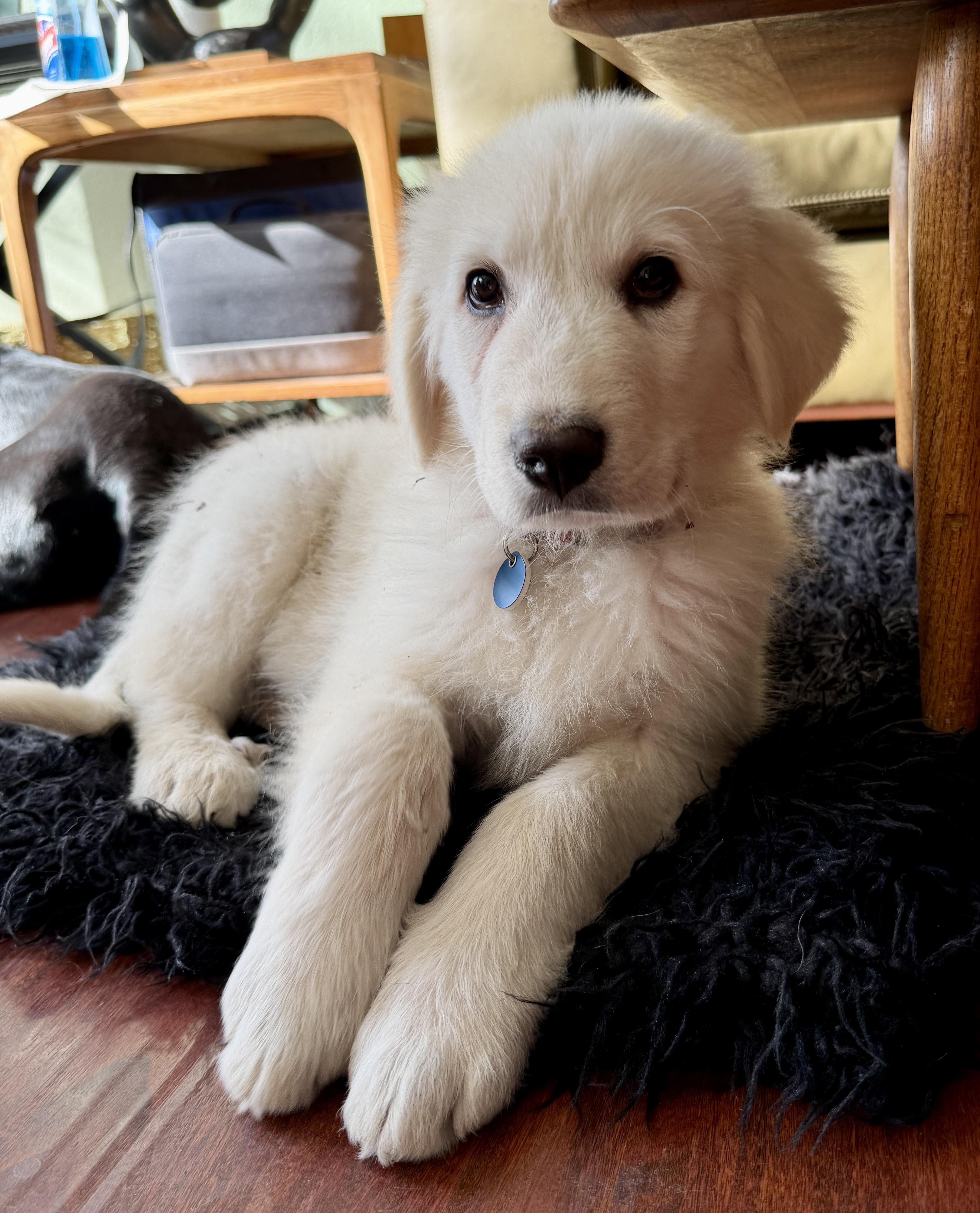 Enlarge NYT Connections: Things That Are White_Marshmallow, a Adoptable mixed breed in Redwood City, CA image 1/5